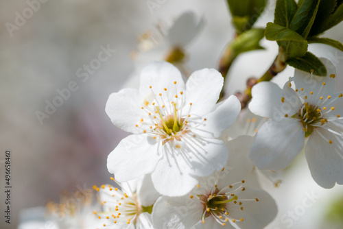 Fototapeta Naklejka Na Ścianę i Meble -  white flower, cherry blossoms beautiful blooming spring a harbinger of greenery and joy