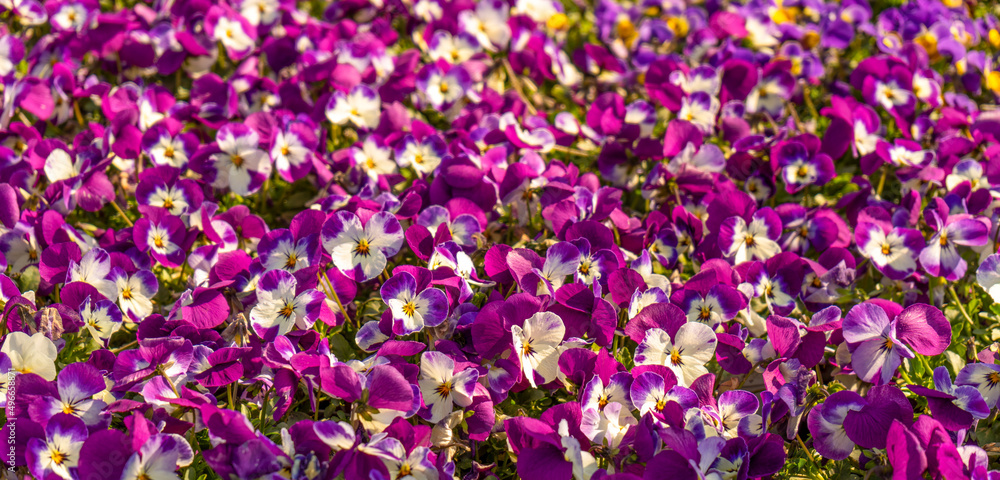 Naklejka premium Horned pansy flowers