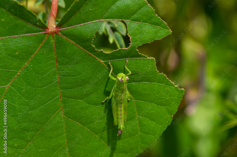 A green leaf-eating grasshopper on a Hibiscus tiliaceus leaf A green leaf-eating grasshopper on a Hibiscus tiliaceus leaf