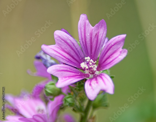 Im Garten