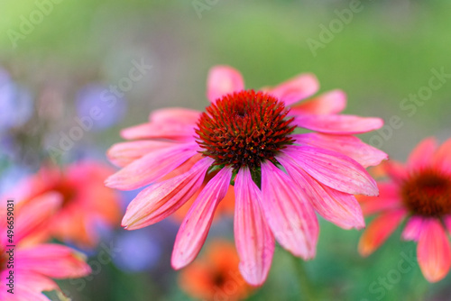 Im Garten