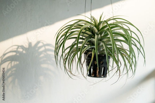 Tillandsia Capitata Silver Rose with sunlight on isolated white background photo