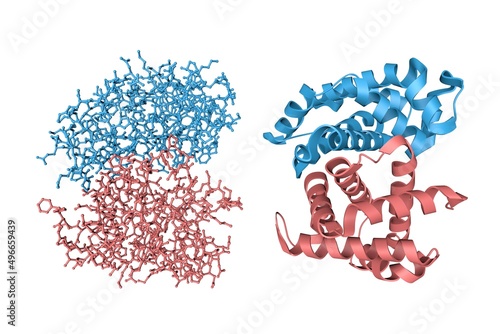 Human hemoglobin nitric oxide adduct. Crystal structure and molecular model. Rendering with multy-colored protein chains based on protein data bank entry 4n8t. 3d illustration