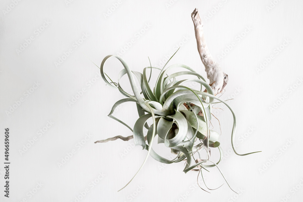 Fotografie Tillandsia Xerographica setting on wood stick