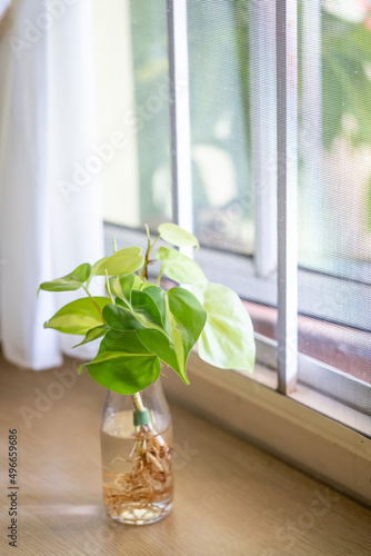 Philodendron Hederaceum Brasil plant in glass bottle on table