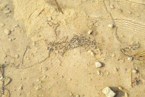 Frog eggs laying on an pond in Los Monegros, an arid region in Aragon, Spain. photo