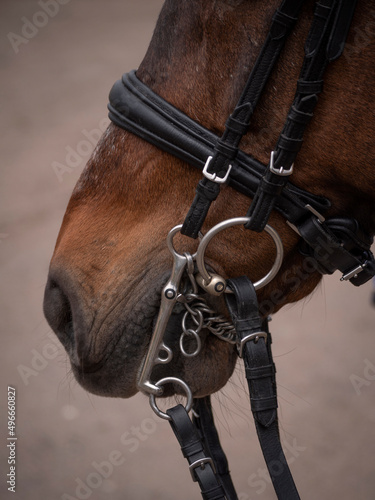 Close up of a horse working with double bridle.