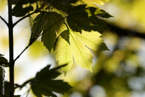 Sycamore maple leaves in the forest