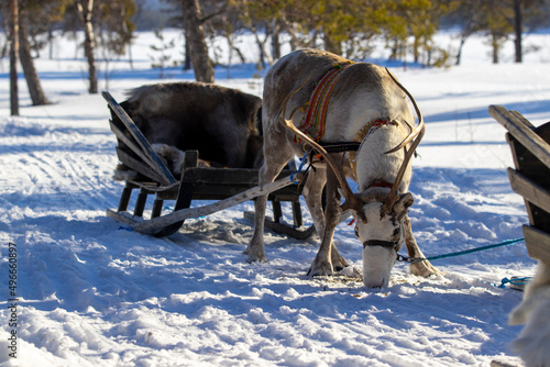 Holiday Finland Lapland sled snow reindeer antlers © henktennapel