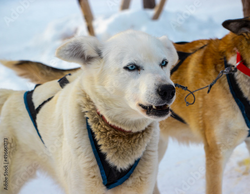 Husky siberian dog  sled race winter holiday Finland lapland 