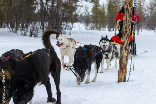 Husky siberian dog sled race winter holiday Finland lapland 