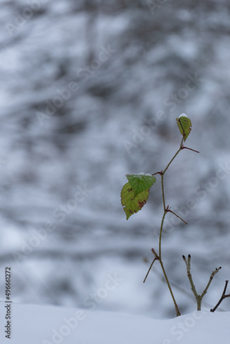 Eine kleine Pflanze im Schnee: Willensstark