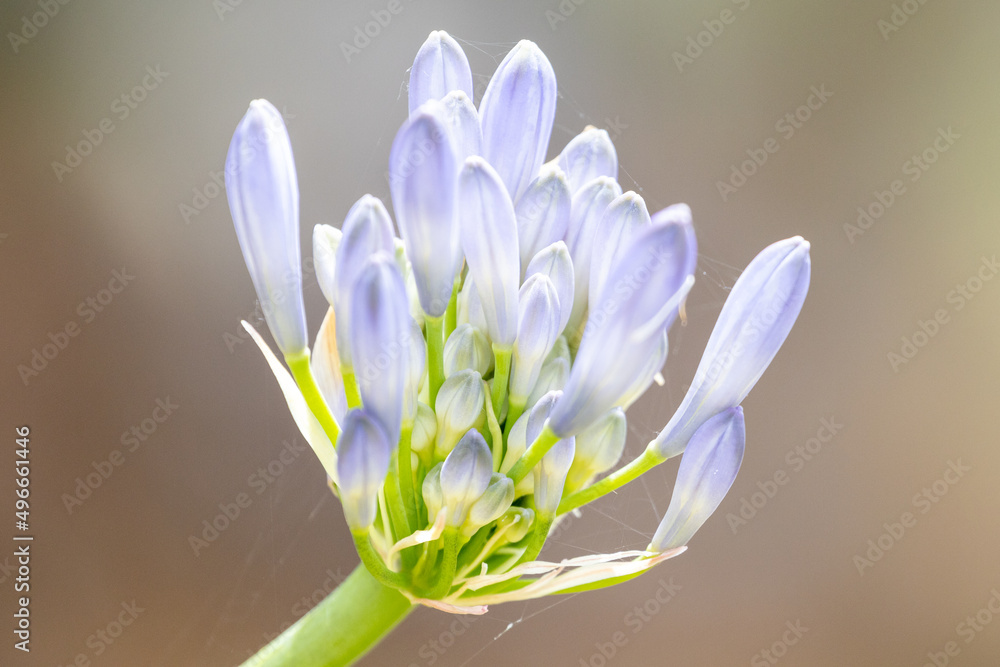 Fototapeta premium spring crocus flowers