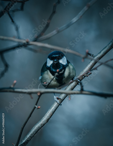 bird on a branch