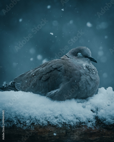 pidgeon in the snow
