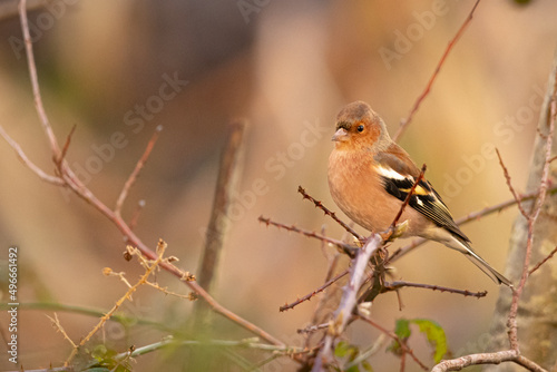 robin on branch