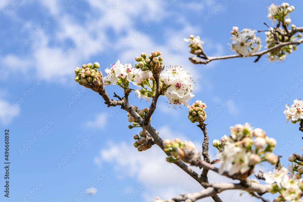 Close-up view of flowering pear branches with white flowers on a blurred background. selective focus Close-up view of flowering pear branches with white flowers on a blurred background. selective focus
