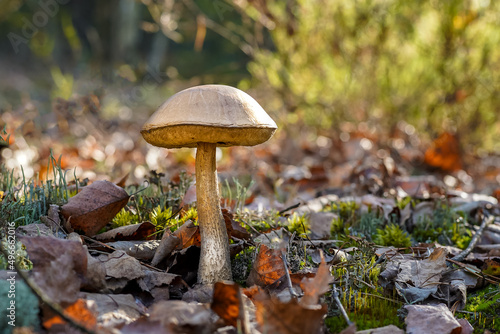 Boletus grow. Edible mushroom background. Forest in autumn. Nature fall. Collect mushrooms. Brown Mushroom in fall.
