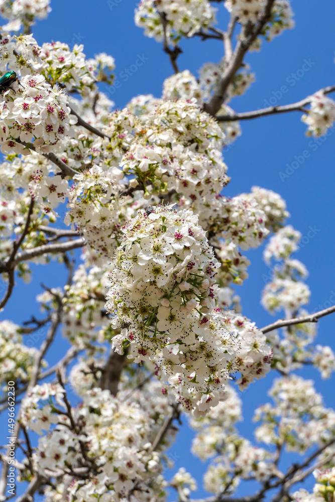 Close-up view of flowering pear branches with white flowers on a blurred background. selective focus Close-up view of flowering pear branches with white flowers on a blurred background. selective focus
