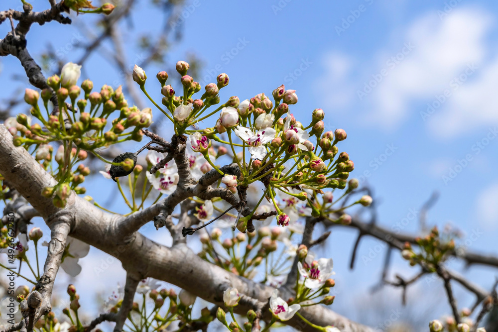 Close-up view of flowering pear branches with white flowers on a blurred background. selective focus Close-up view of flowering pear branches with white flowers on a blurred background. selective focus