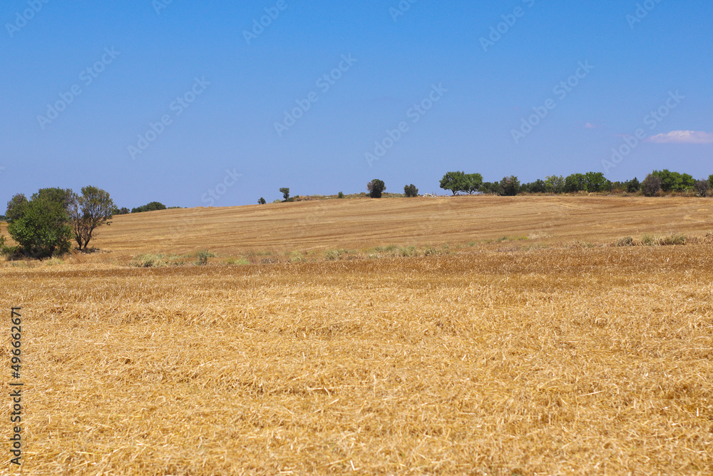 Fototapeta premium Field in Turkey