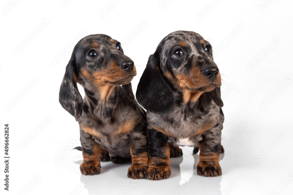 A pair of marble smooth-haired dachshund puppies got tired of the photo shoot and fell asleep on top of each other