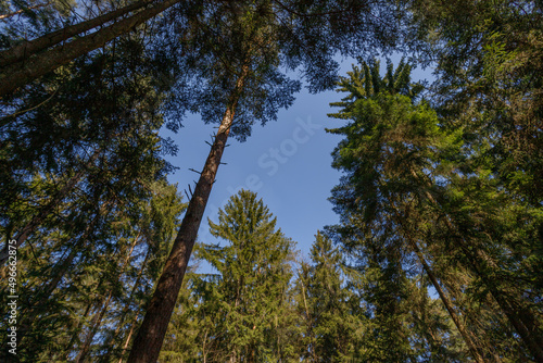 Forest, trees with copyspace left. © de-nue-pic
