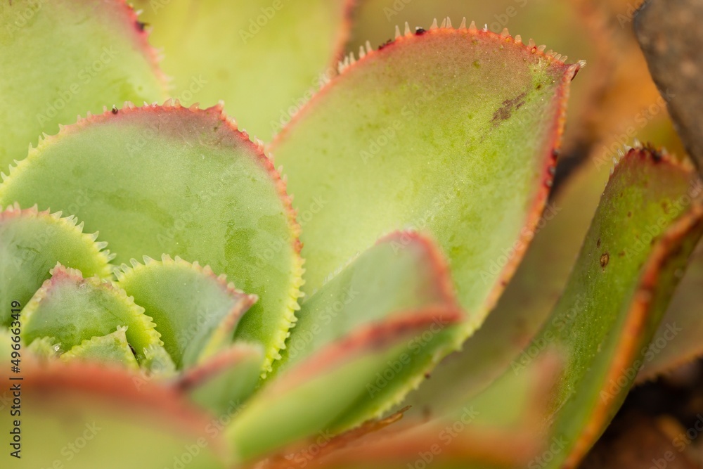 Macro detail of the leaf of Aeonium ciliatum in the Anaga massif, Tenerife (Tenerife, Spain). Spain), endemic flora of the Canary Islands, selective focus. Macro detail of the leaf of Aeonium ciliatum in the Anaga massif, Tenerife (Tenerife, Spain). Spain), endemic flora of the Canary Islands, selective focus.