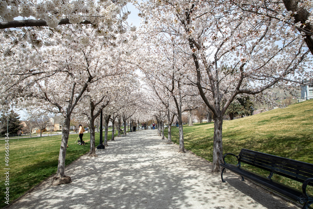 cherry blossom on the walking path