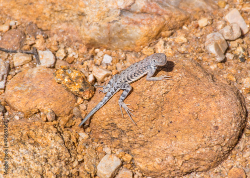 Earless lizard standing on a rock at Catalina State Park, AZ