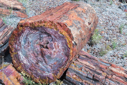 Multicolored petrified wood at Petrified Forest National Park photo