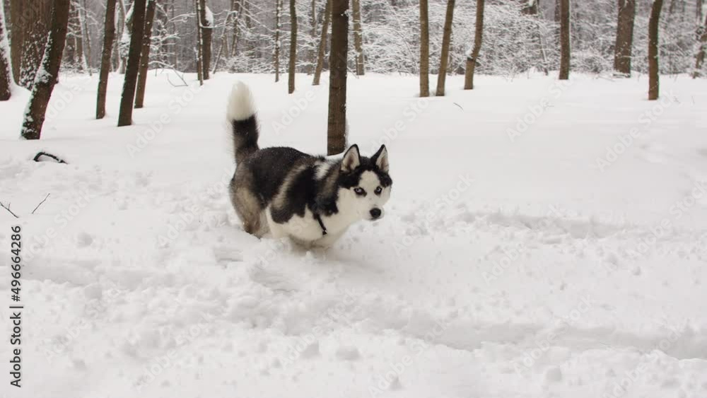 Siberian husky runs in a snow-covered forest through deep snow between branches in slow motion. High quality 4k footage Siberian husky runs in a snow-covered forest through deep snow between branches in slow motion. High quality 4k footage