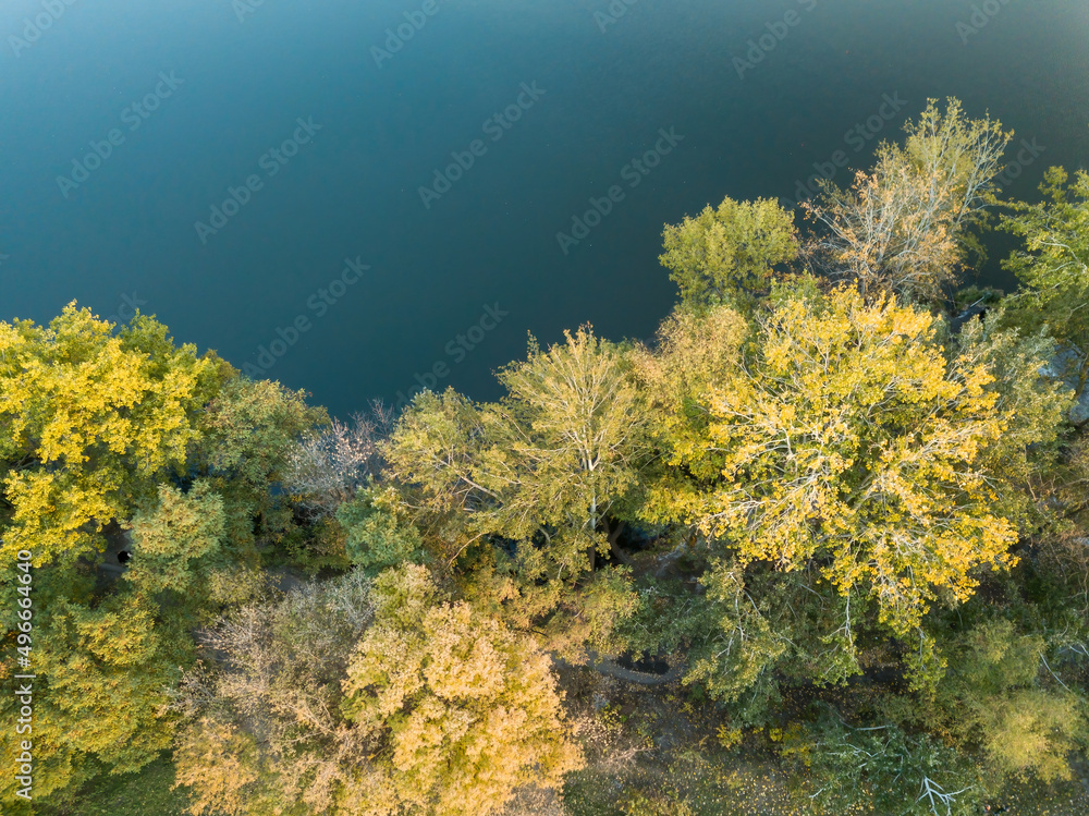 Autumn trees on the shore. Aerial drone view.