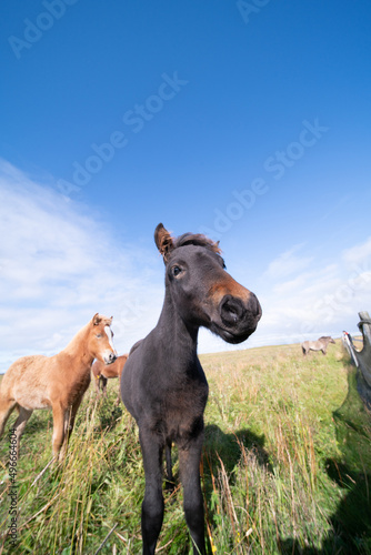 Horses graze on a green meadow in Iceland