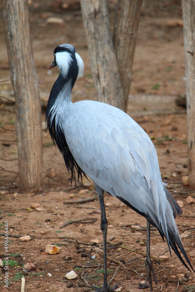 Fototapeta premium great blue heron