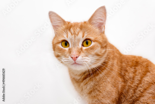 Portrait of a red cat isolated on white background . Big smart eyes and a pink nose. Cat looks at the camera. Banner for website. Animal and pet concept.