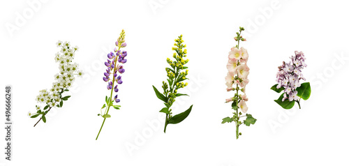 Set of flowers and buds on ...