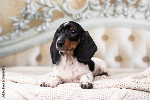 Dog dachshund piebald puppy in black  and white