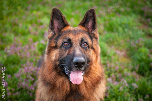 portrait of shepherd