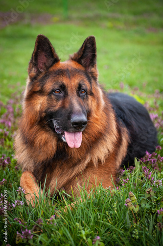 german shepherd dog on grass