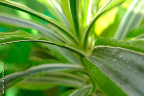 Screw pine plant tree or Pandanus sanderi sander decorated in the outdoor garden background.