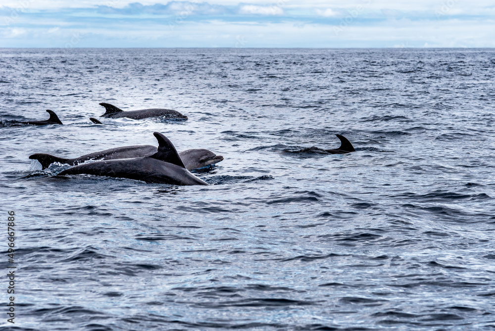 Obraz premium Herd of common bottlenose dolphins or Atlantic bottlenose dolphins, Tursiops truncatus, in the Atlantic Ocean off the coast of Tenerife.