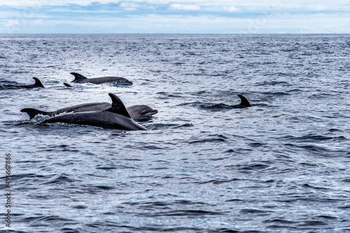 Slika na platnu Herd of common bottlenose dolphins or Atlantic bottlenose dolphins, Tursiops truncatus, in the Atlantic Ocean off the coast of Tenerife