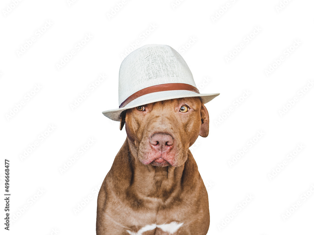 Lovable, pretty brown puppy and sun hat. Travel preparation and planning. Close-up, indoors. Studio photo, isolated background. Concept of recreation, travel and tourism. Pets care Lovable, pretty brown puppy and sun hat. Travel preparation and planning. Close-up, indoors. Studio photo, isolated background. Concept of recreation, travel and tourism. Pets care
