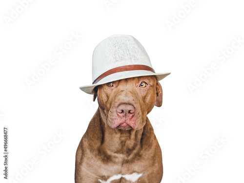 Lovable, pretty brown puppy and sun hat. Travel preparation and planning. Close-up, indoors. Studio photo, isolated background. Concept of recreation, travel and tourism. Pets care © Svetlana