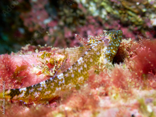 Underwater macro shot of a black-faced blenny, tripterygion delaisi, camouflaged between algae. Marine life at the Canary Islands, Spain. photo