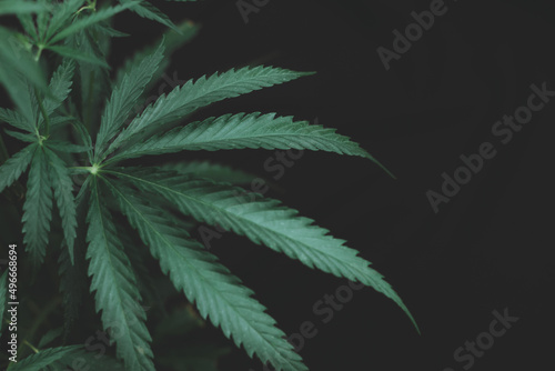 Large leaves of marijuana on a black background. Growing medical cannabis. Hemp CBD, cannabis cultivation, marijuana leaves, light leakage of color tones.