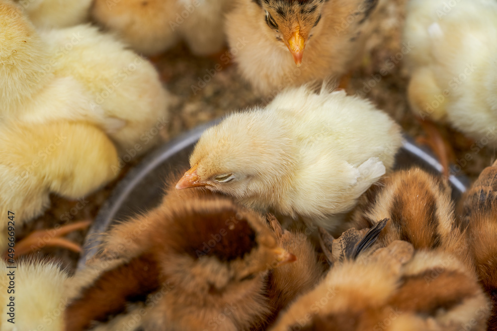Newly hatched flock of chicks close-up Newly hatched flock of chicks close-up