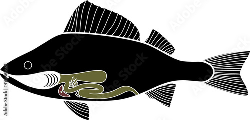 Scheme of structure of fish digestive system. Educational material with structure of perch (Perca fluviatilis) for biology lesson