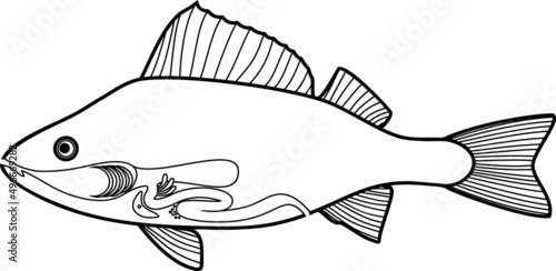 Coloring page with scheme of structure of fish digestive system. Educational material with structure of perch (Perca fluviatilis) for biology lesson